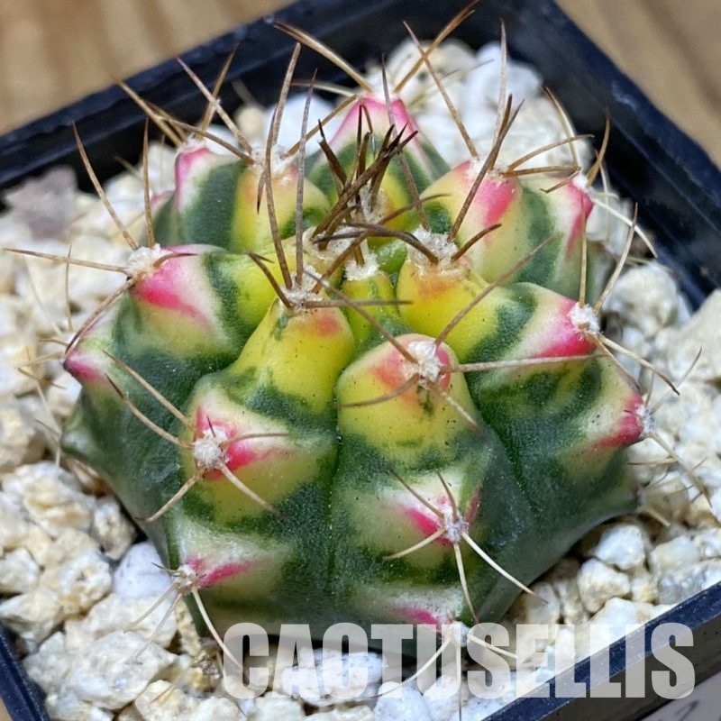 SH30162 Gymnocalycium mihanovichii ‘Flower Field’