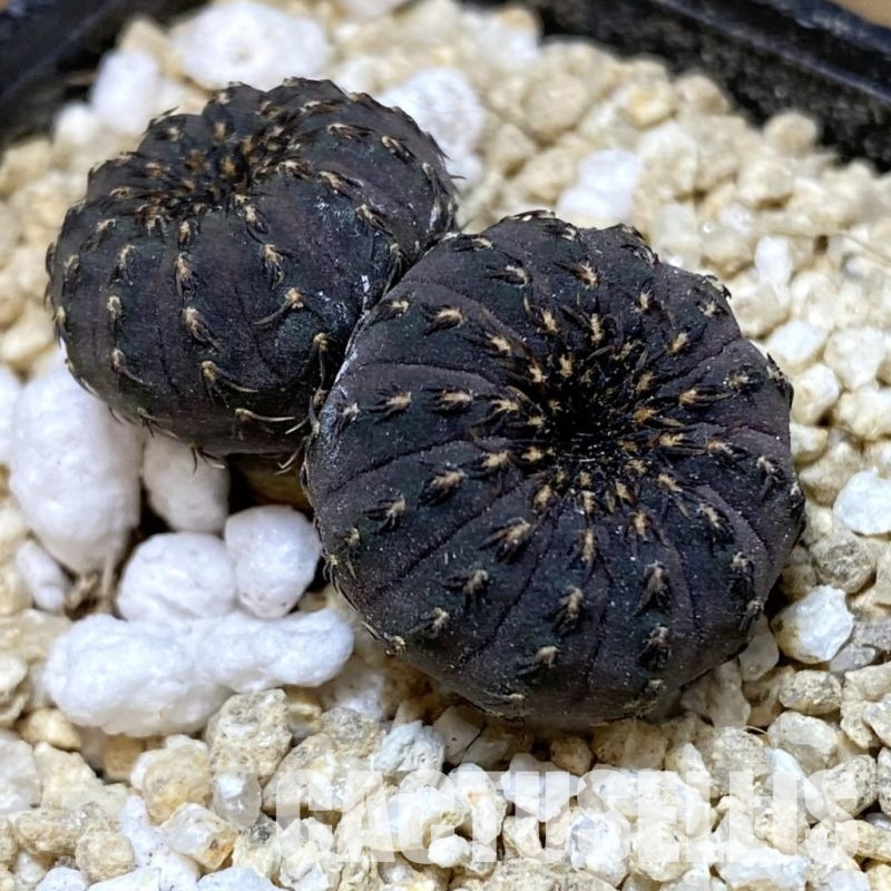 SH30163 Frailea asterioides