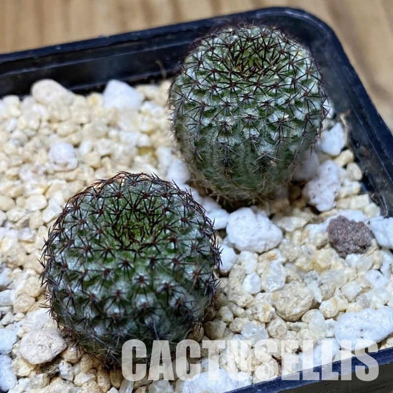 SH30165 Frailea chiquitana, seedling 2 plants