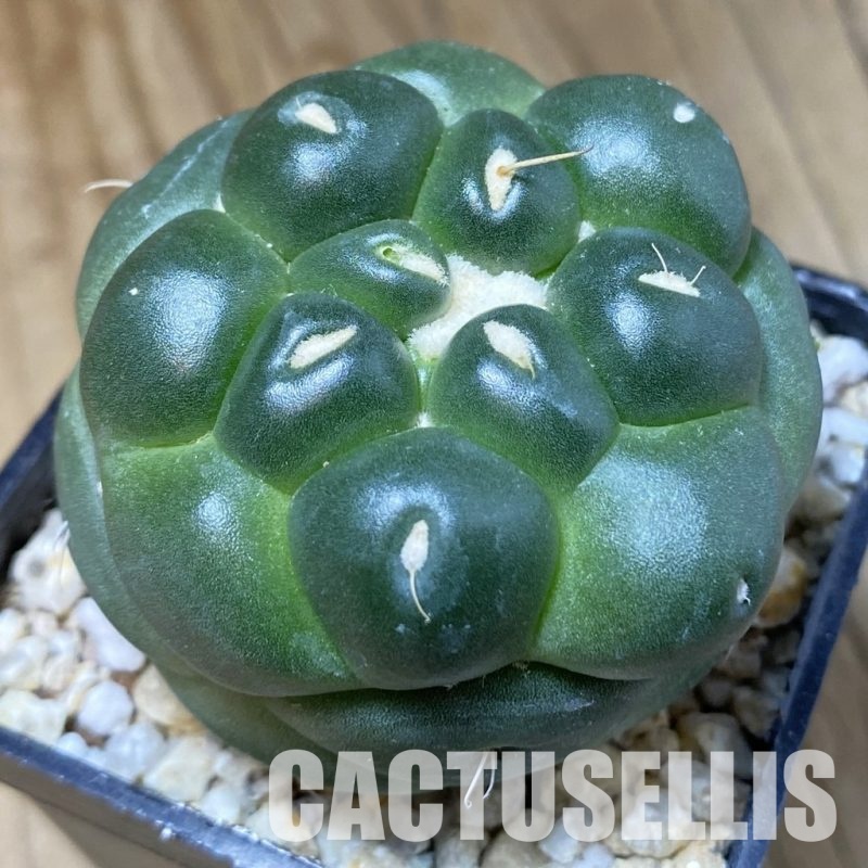 SH30167 Coryphantha elephantidens ‘inermis’