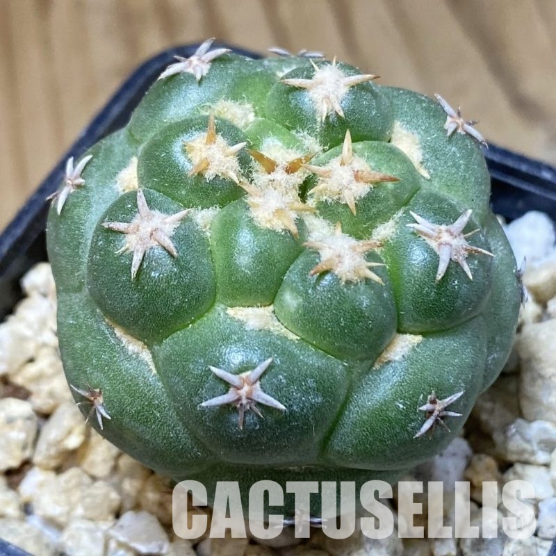 SH30168 Coryphantha elephantidens ‘Double Thorns’