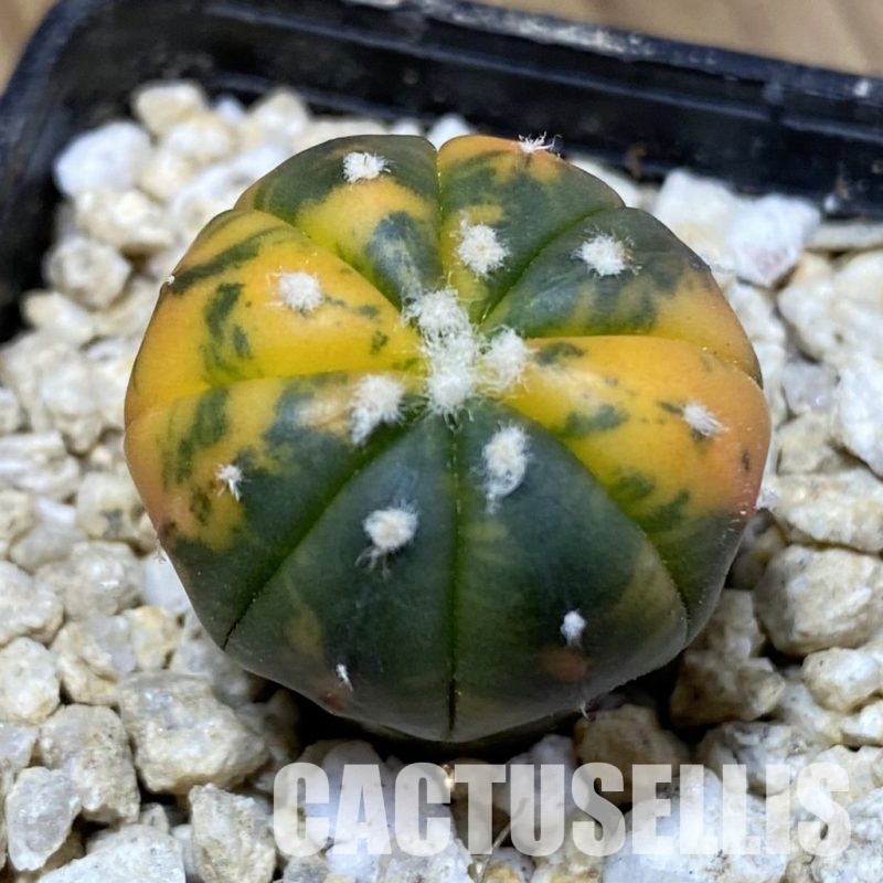 SH30312 Astrophytum asterias ‘Red Purple Skin’ f. variegata