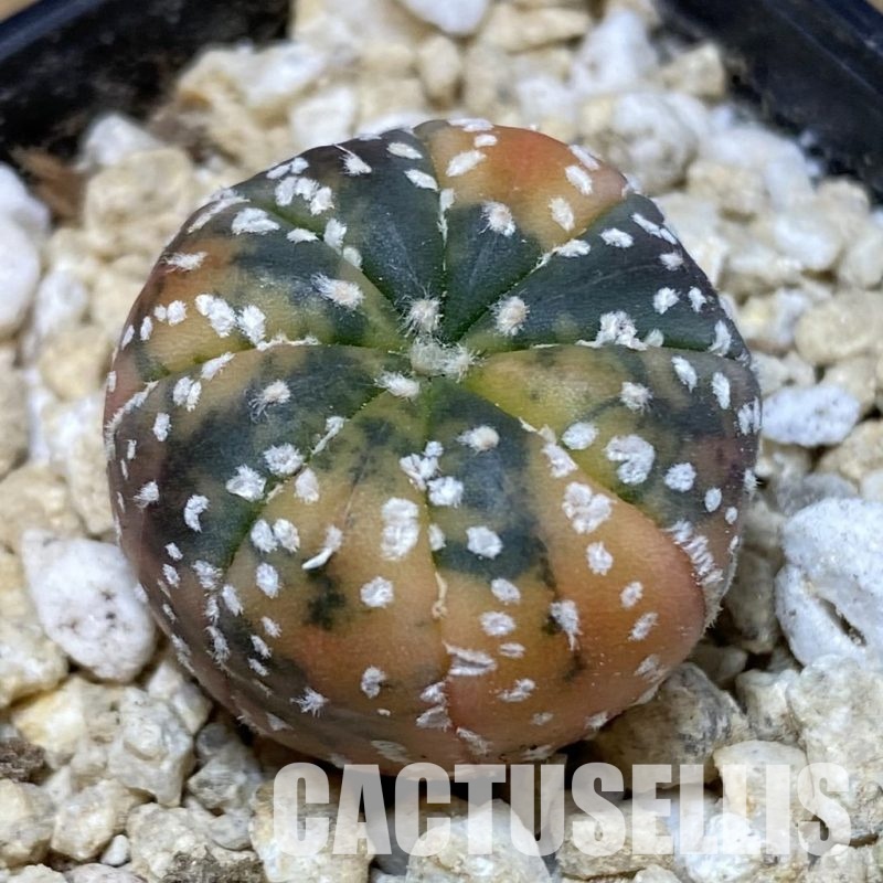 SH30313 Astrophytum asterias ‘Red Purple Skin’ f. variegata