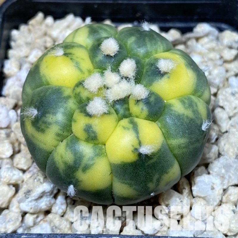 SH30314 Astrophytum asterias ‘Kikko’ f. variegata