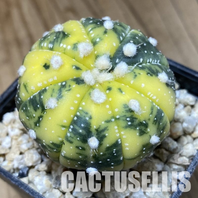 SH30315 Astrophytum asterias f. variegata