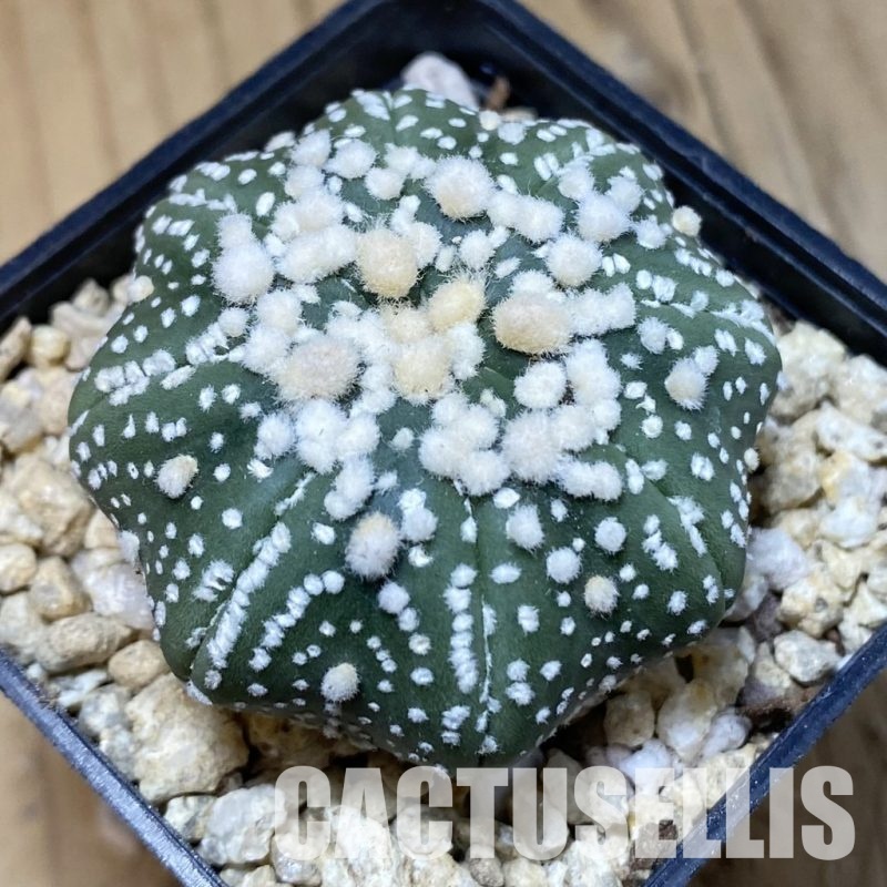 SH30316 Astrophytum asterias ‘Hanazono’