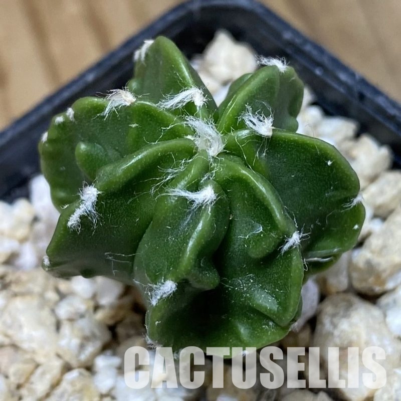 SH30317 Astrophytum myriostigma ‘Fukuryu’