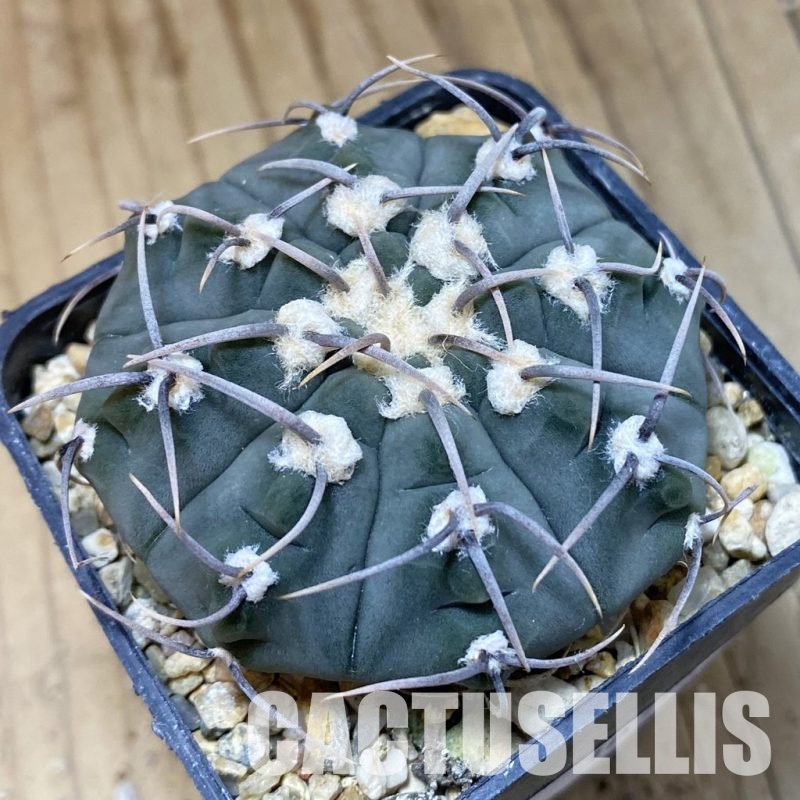 SH30318 Gymnocalycium vatteri