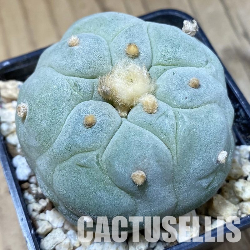 SH30319 Anhalonium frichii ‘Yatagai’, seedling, own roots