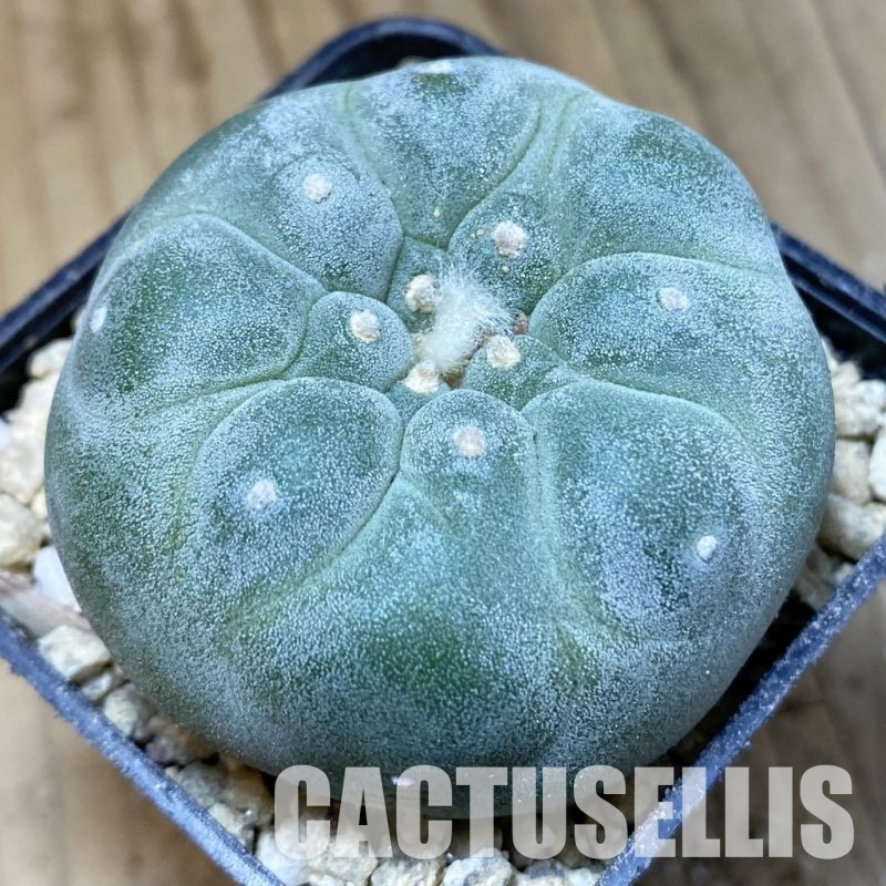 SH30320 Anhalonium frichii ‘Yatagai’, seedling, own roots