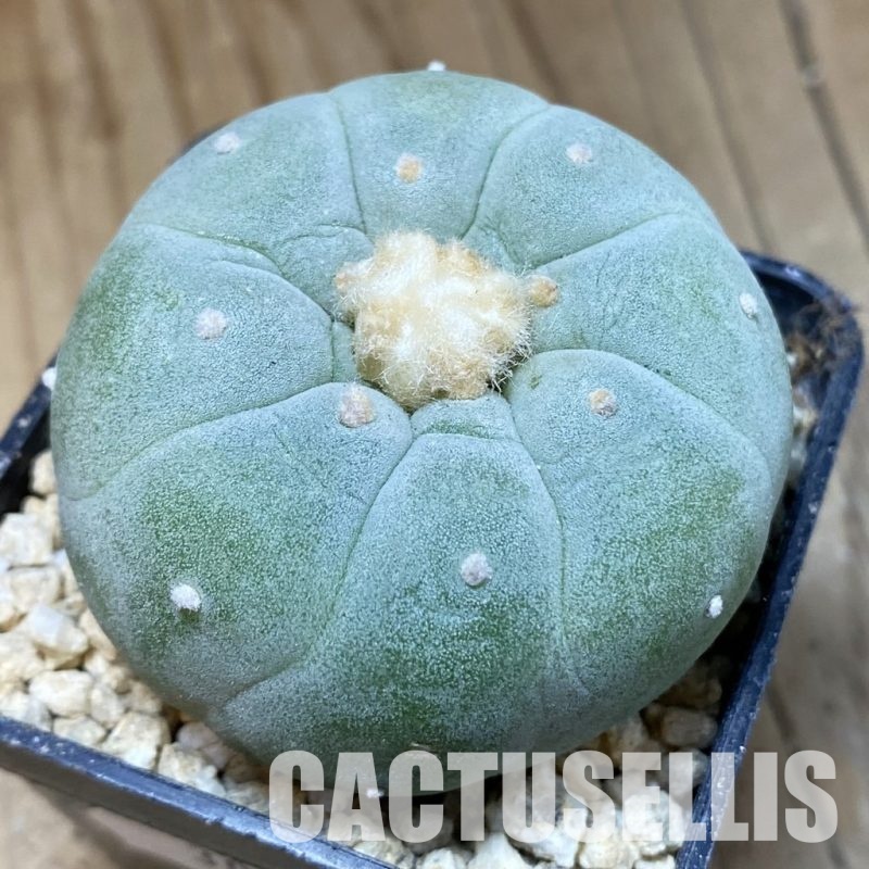 SH30321 Anhalonium frichii ‘Yatagai’, seedling, own roots