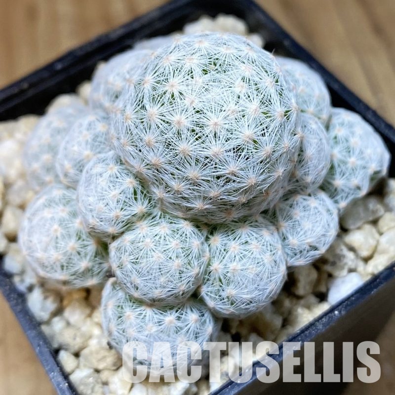 SH30285 Mammillaria humboldtii v. caespitosa