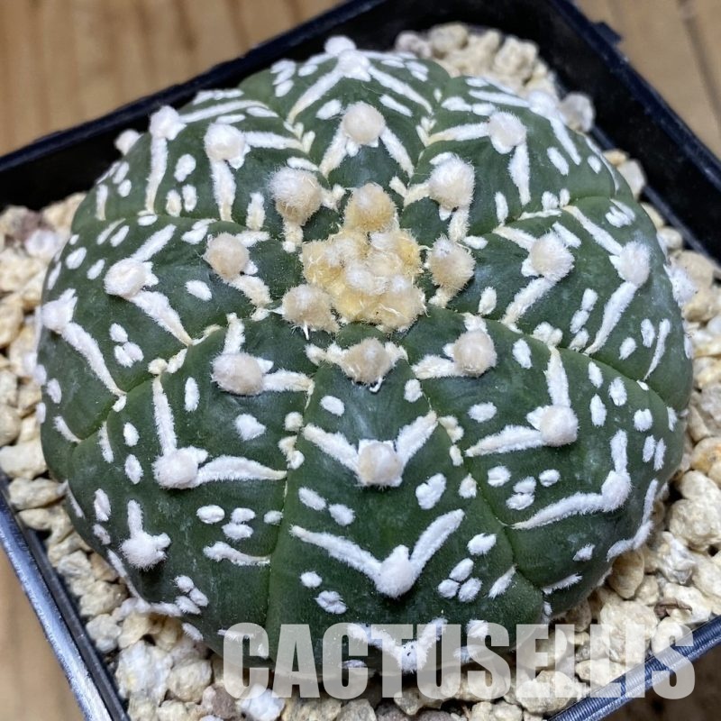 SH30322 Astrophytum asterias ‘Super Kabuto’ V-type f. nudum