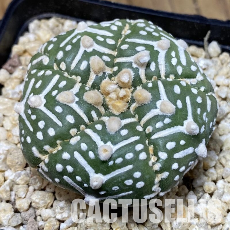 SH30323 Astrophytum asterias ‘Super Kabuto’ V-type f. nudum, 5-ribs