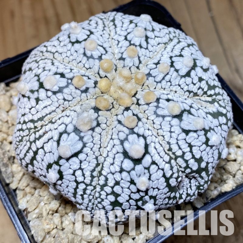 SH30324 Astrophytum asterias ‘Super Kabuto’ V-type, 7-ribs