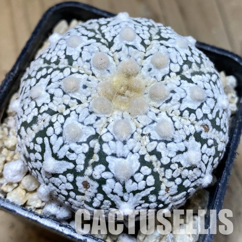 SH30325 Astrophytum asterias ‘Super Kabuto’ V-type