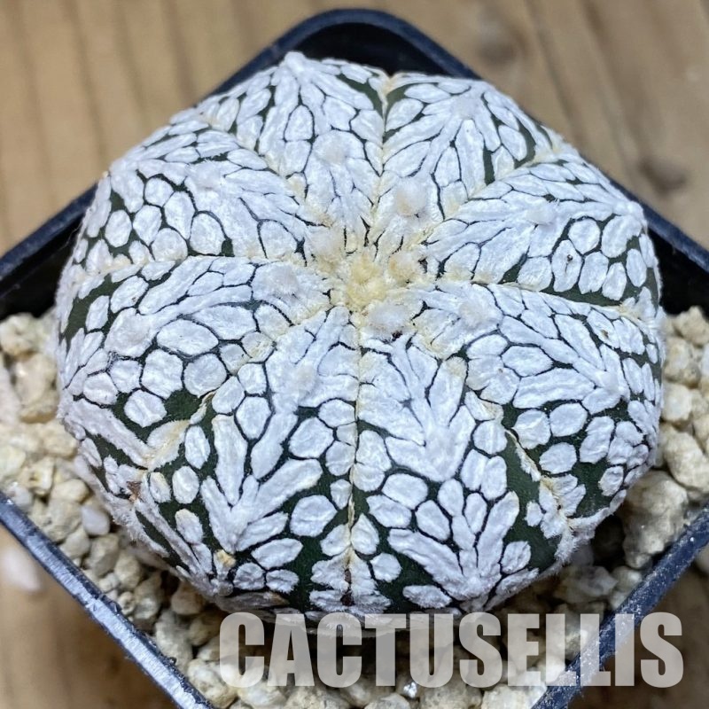 SH30326 Astrophytum asterias ‘Super Kabuto’ V-type