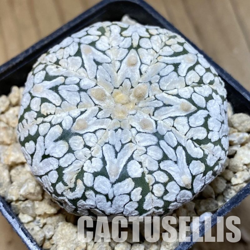 SH30327 Astrophytum asterias ‘Super Kabuto’ V-type