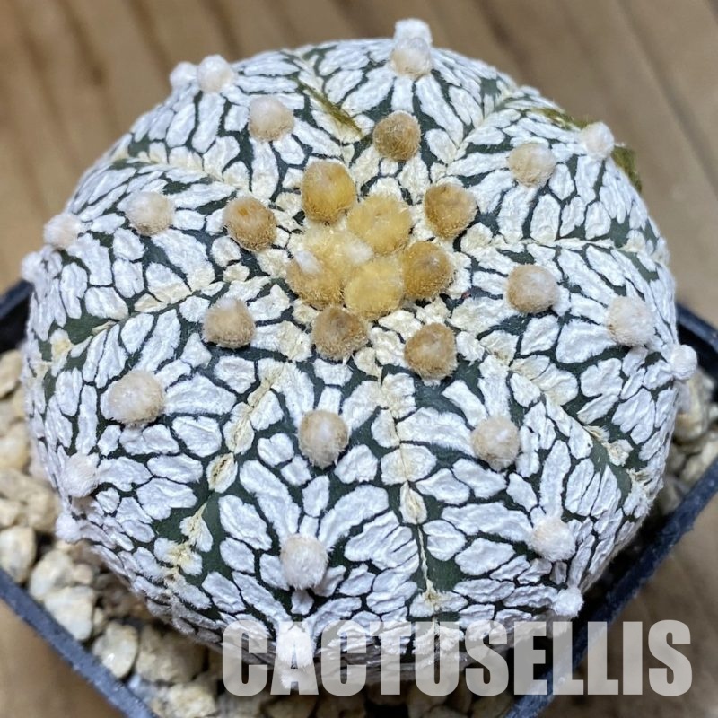 SH30328 Astrophytum asterias ‘Super Kabuto’ V-type