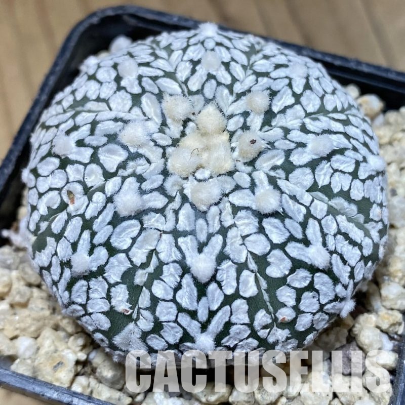 SH30329 Astrophytum asterias ‘Super Kabuto’ V-type