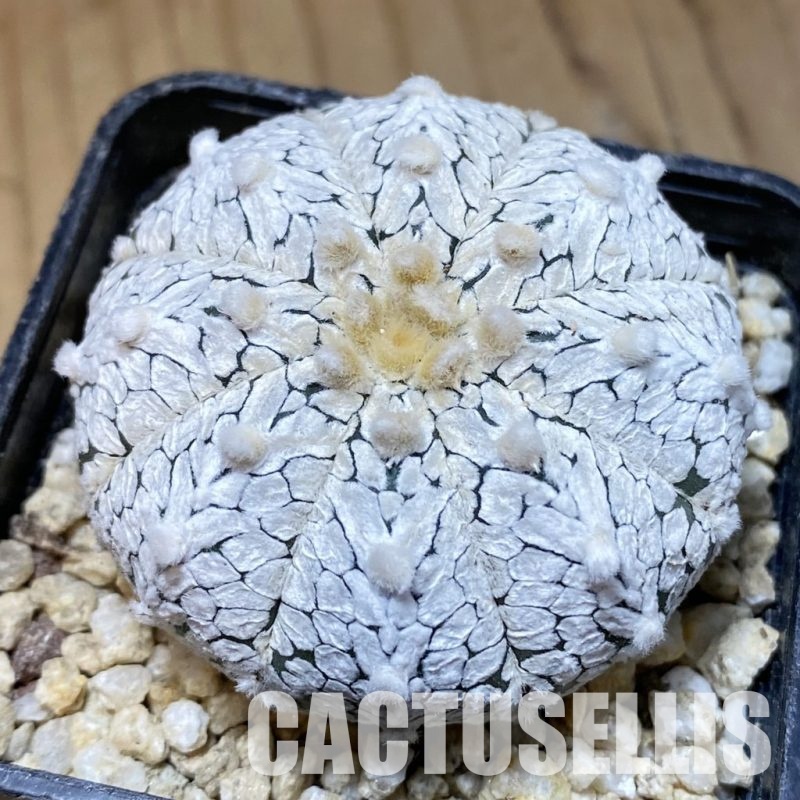 SH30330 Astrophytum asterias ‘Super Kabuto’'Snow' V-type