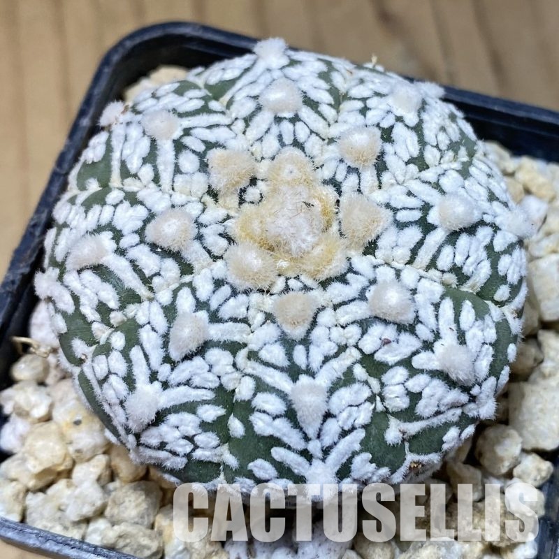 SH30331 Astrophytum asterias ‘Super Kabuto’ V-type