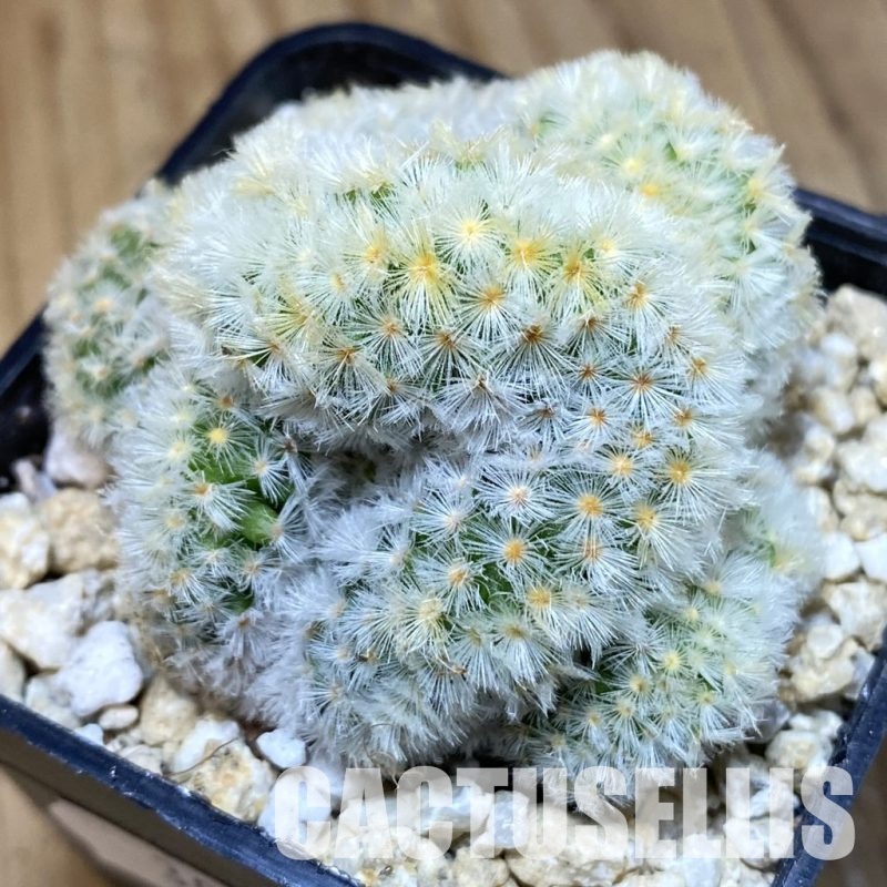 SH30286 Mammillaria carmenae f. cristata