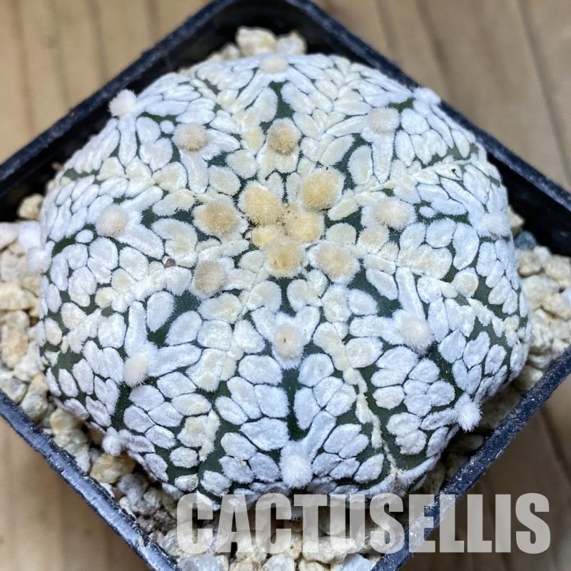 SH30332 Astrophytum asterias ‘Super Kabuto’ V-type