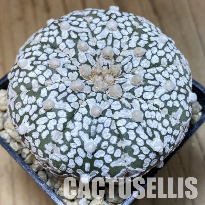 SH30333 Astrophytum asterias ‘Super Kabuto’ V-type