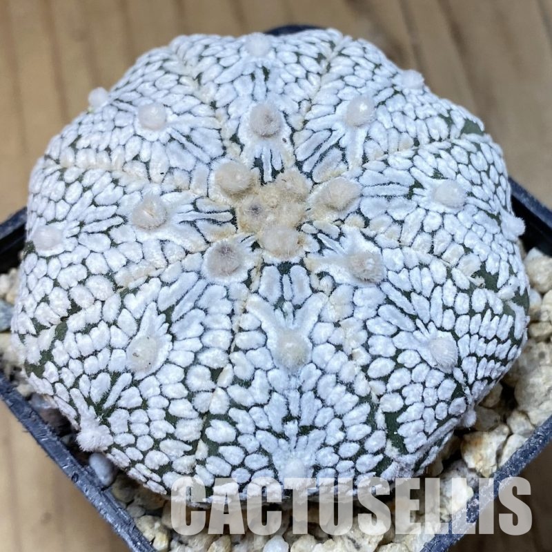 SH30334 Astrophytum asterias ‘Super Kabuto’’Snow’ V-type