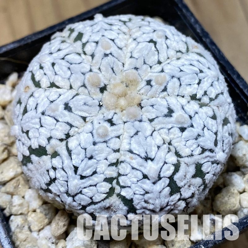 SH30335 Astrophytum asterias ‘Super Kabuto’’Snow’ V-type