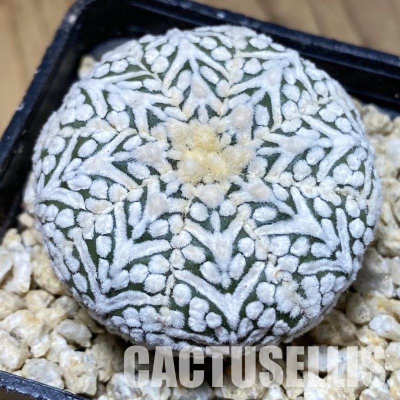 SH30336 Astrophytum asterias ‘Super Kabuto’ V-type