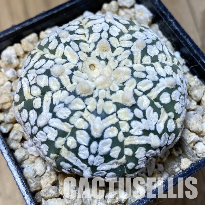 SH30337 Astrophytum asterias ‘Super Kabuto’ V-type