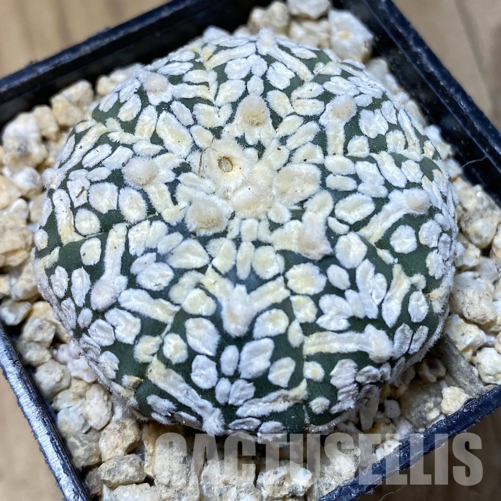 SH30337 Astrophytum asterias ‘Super Kabuto’ V-type