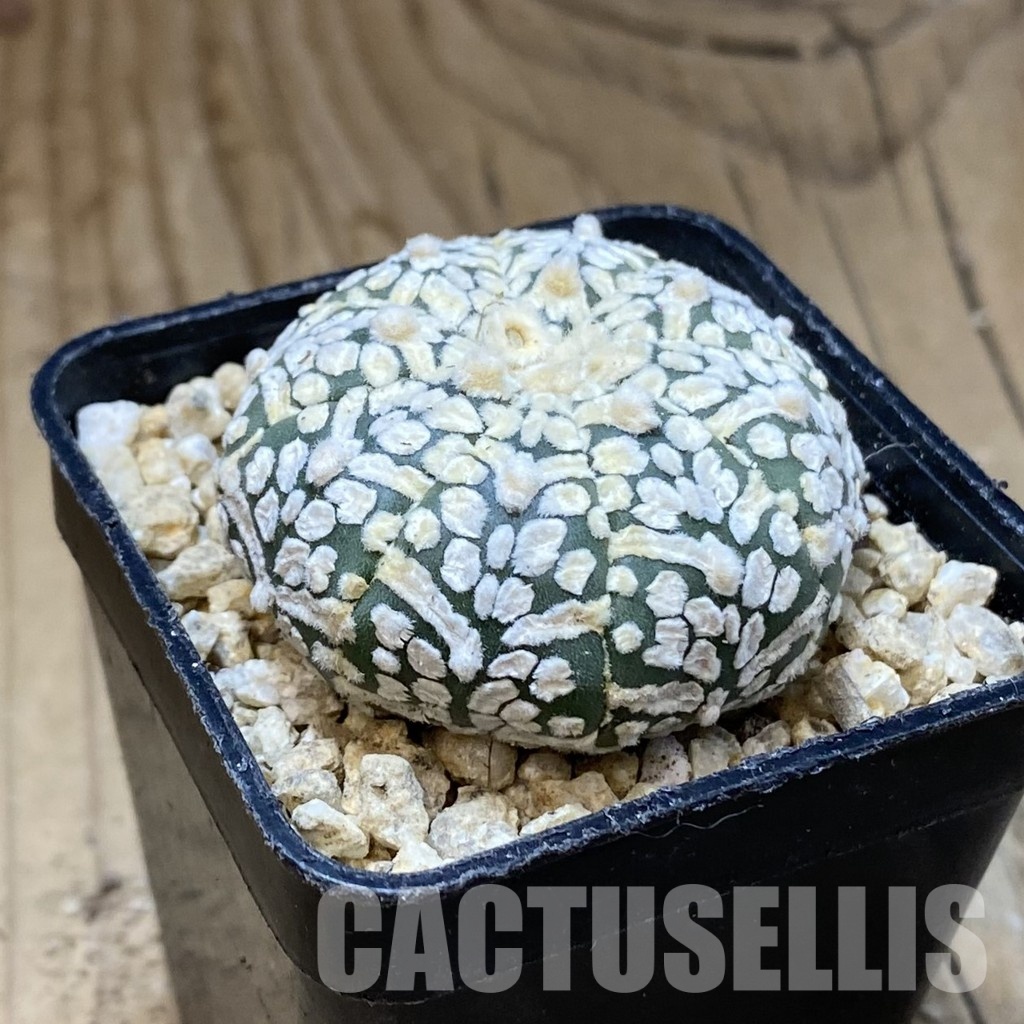 SH30337 Astrophytum asterias ‘Super Kabuto’ V-type - Image 2