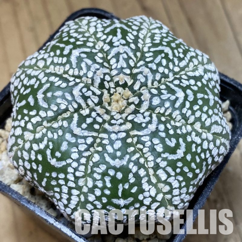 SH30338 Astrophytum asterias ‘Super Kabuto’ ‘Star Shape’ V-type