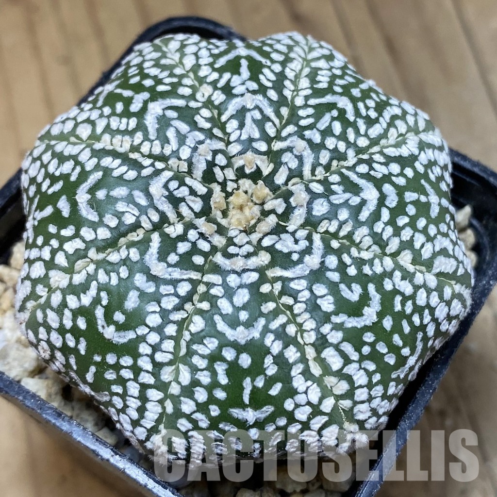 SH30338 Astrophytum asterias ‘Super Kabuto’ ‘Star Shape’ V-type