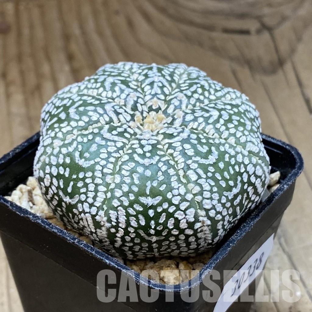 SH30338 Astrophytum asterias ‘Super Kabuto’ ‘Star Shape’ V-type - Image 2