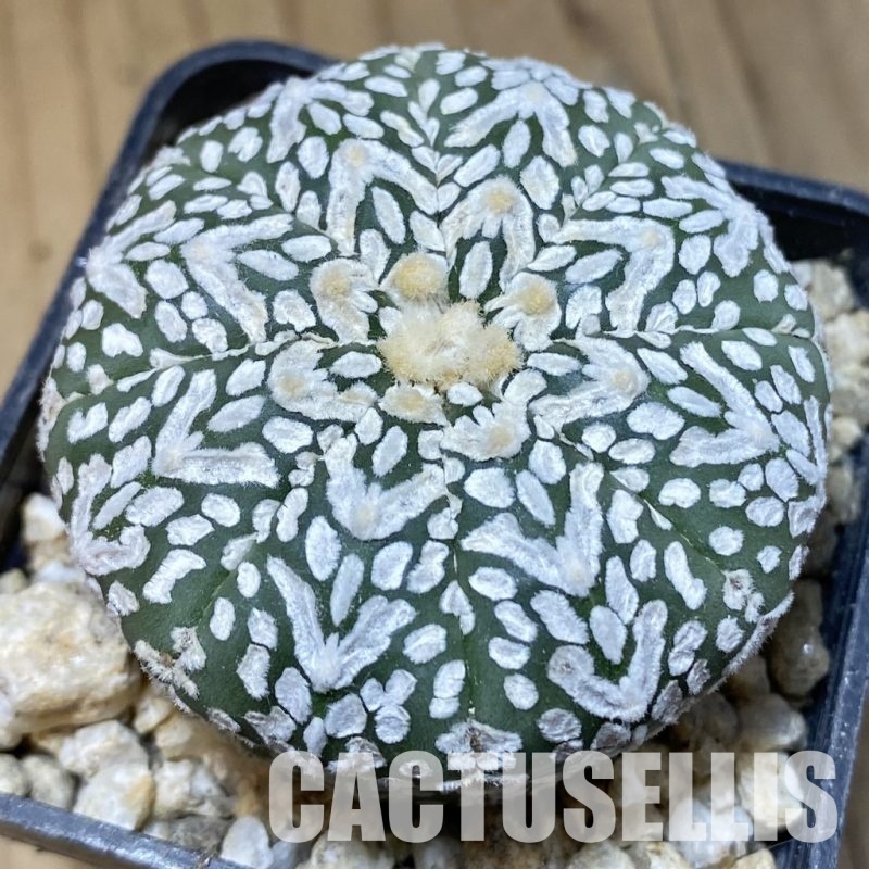 SH30339 Astrophytum asterias ‘Super Kabuto’ V-type f. nudum