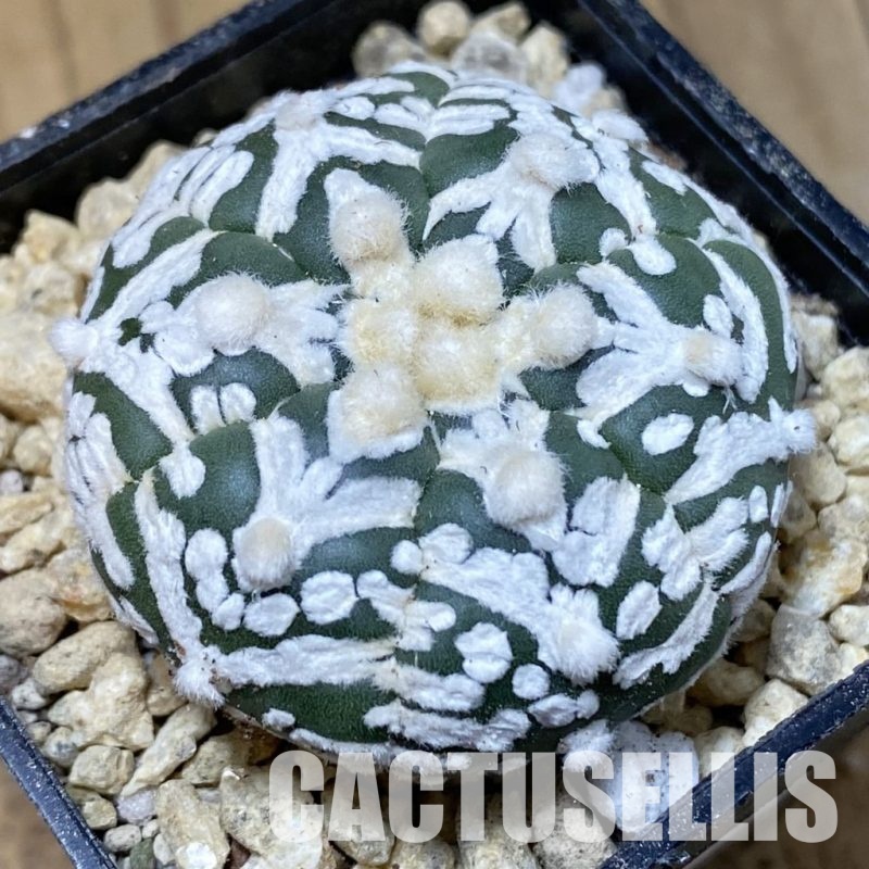 SH30340 Astrophytum asterias ‘Super Kabuto’ V-type f. nudum, 6-ribs