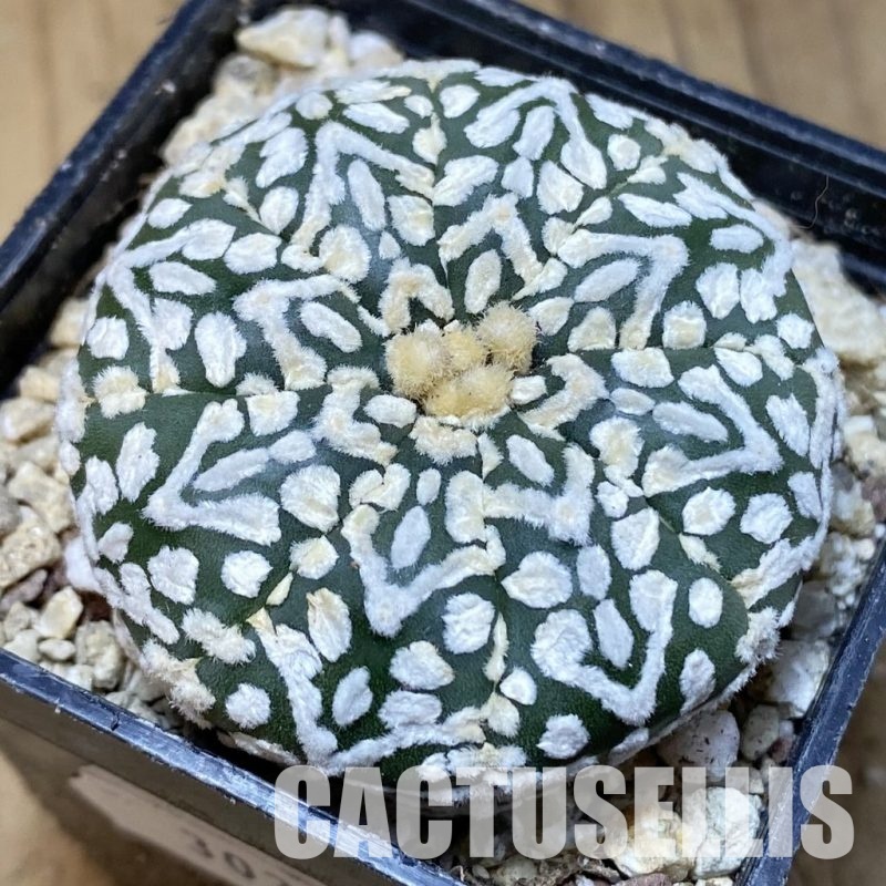 SH30341 Astrophytum asterias ‘Super Kabuto’ V-type f. nudum
