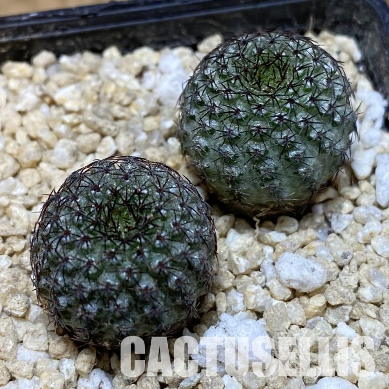 SH30287 Frailea chiquitana, seedling 2 plants