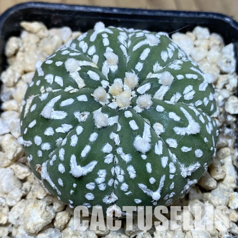 SH30342 Astrophytum asterias ‘Super Kabuto’ V-type f. nudum