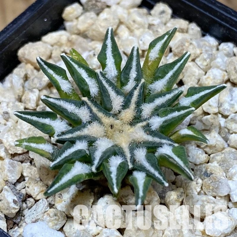 SH30289 Ariocarpus kotschoubeyanus v. macdowellii, own roots seedling