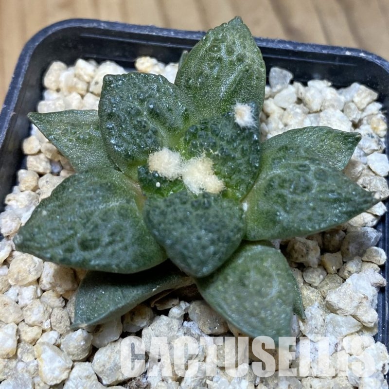 SH30290 Ariocarpus fissuratus v. hintonii hybrid, own roots seedling