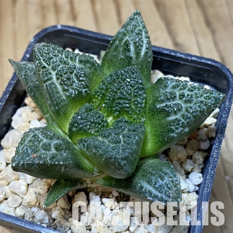 SH30291 Ariocarpus fissuratus ‘Godzilla’ hybrid , own roots seedling