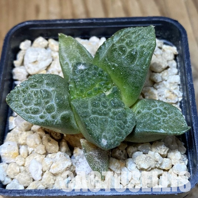 SH30292 Ariocarpus fissuratus ‘Godzilla’ hybrid , own roots seedling