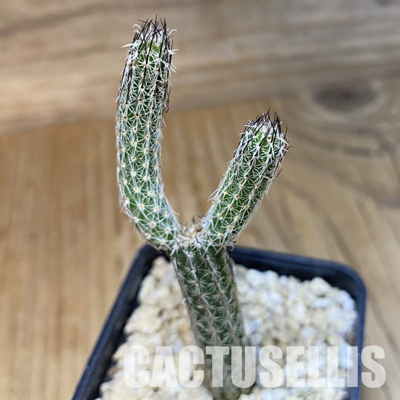 SH30294 Wilcoxia poselgeri