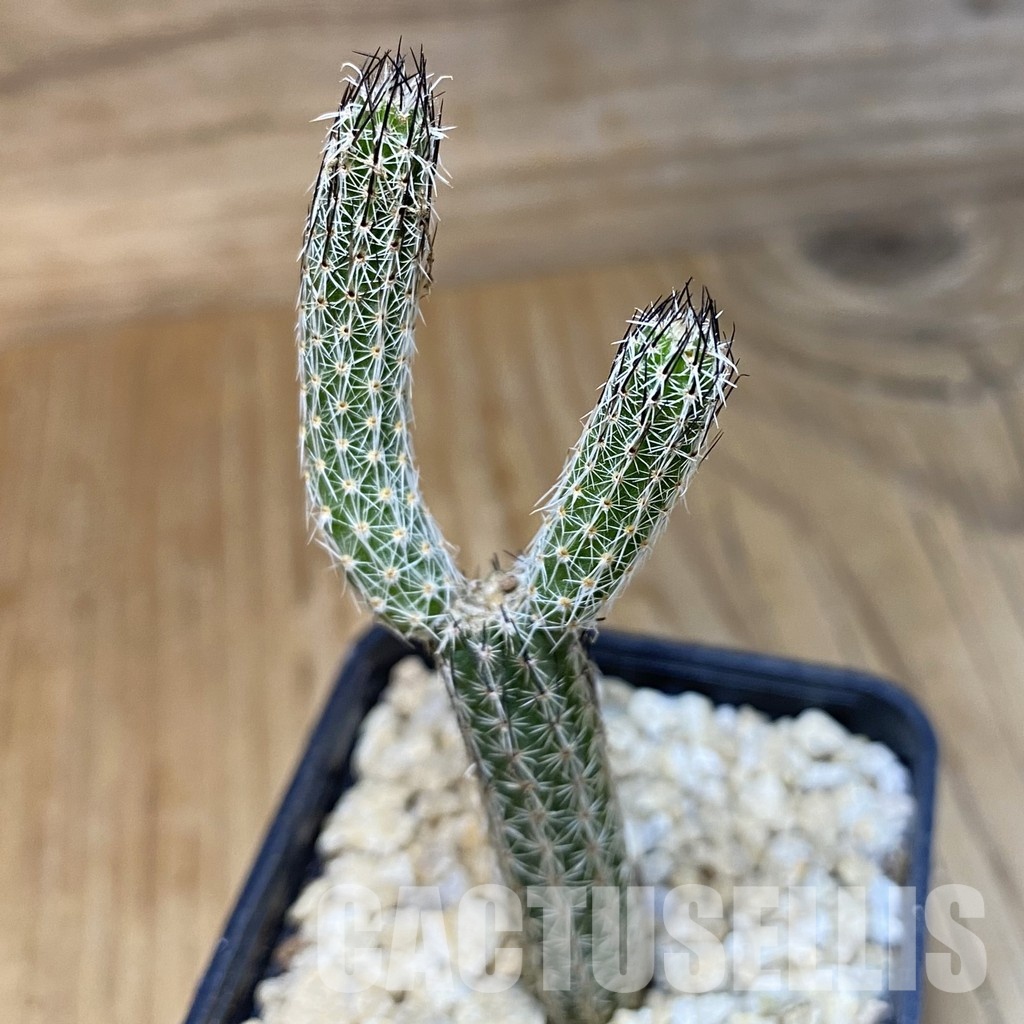 SH30294 Wilcoxia poselgeri