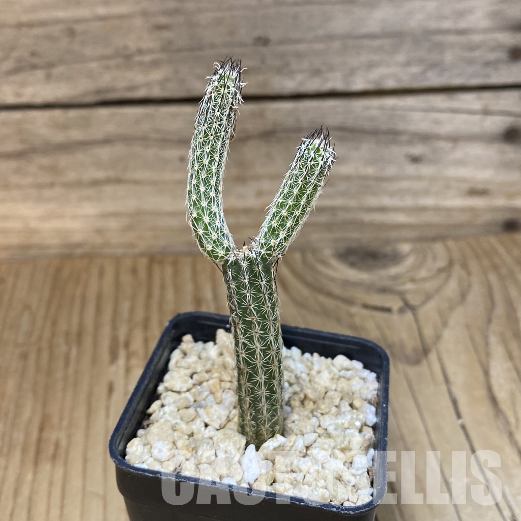 SH30294 Wilcoxia poselgeri - 画像 (2)